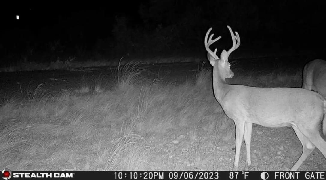 Image 12 of 16 For Rr 1865  