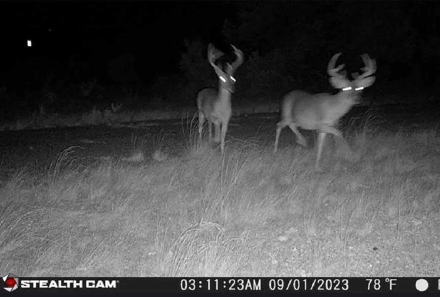 Image 13 of 16 For Rr 1865  