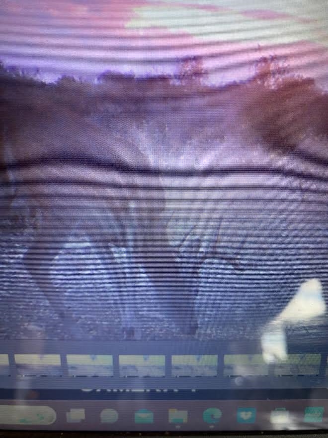 Image 4 of 12 For 1131 Lobo  