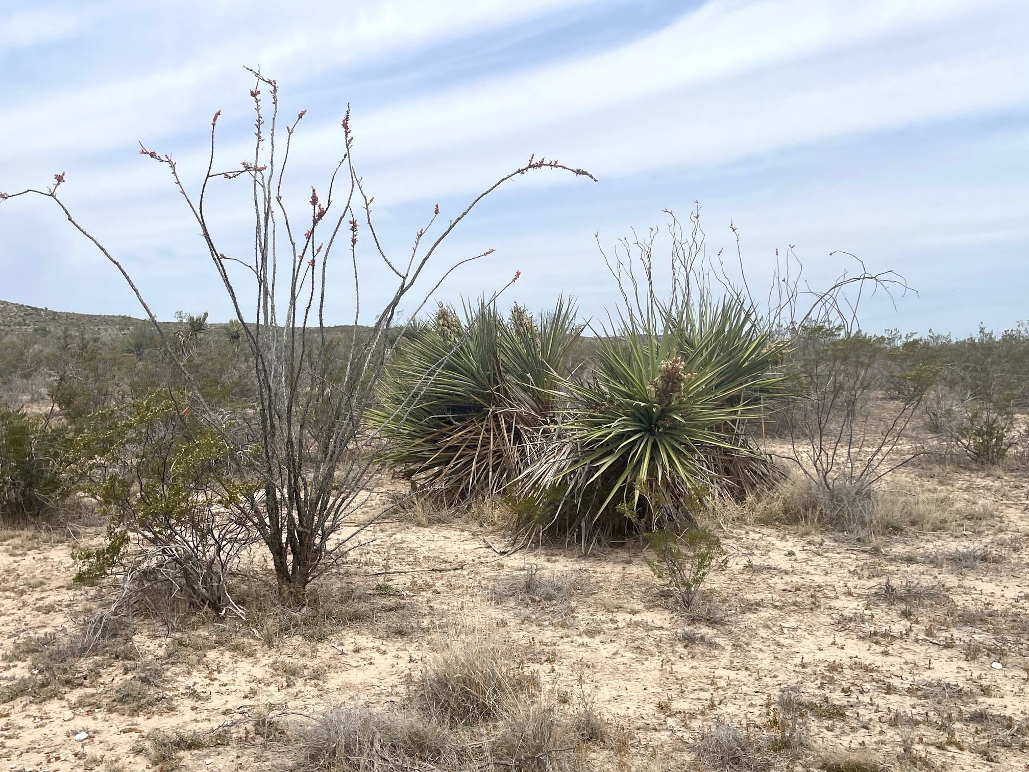 Image 16 of 35 For 000 Rio Ocotillo Ranch