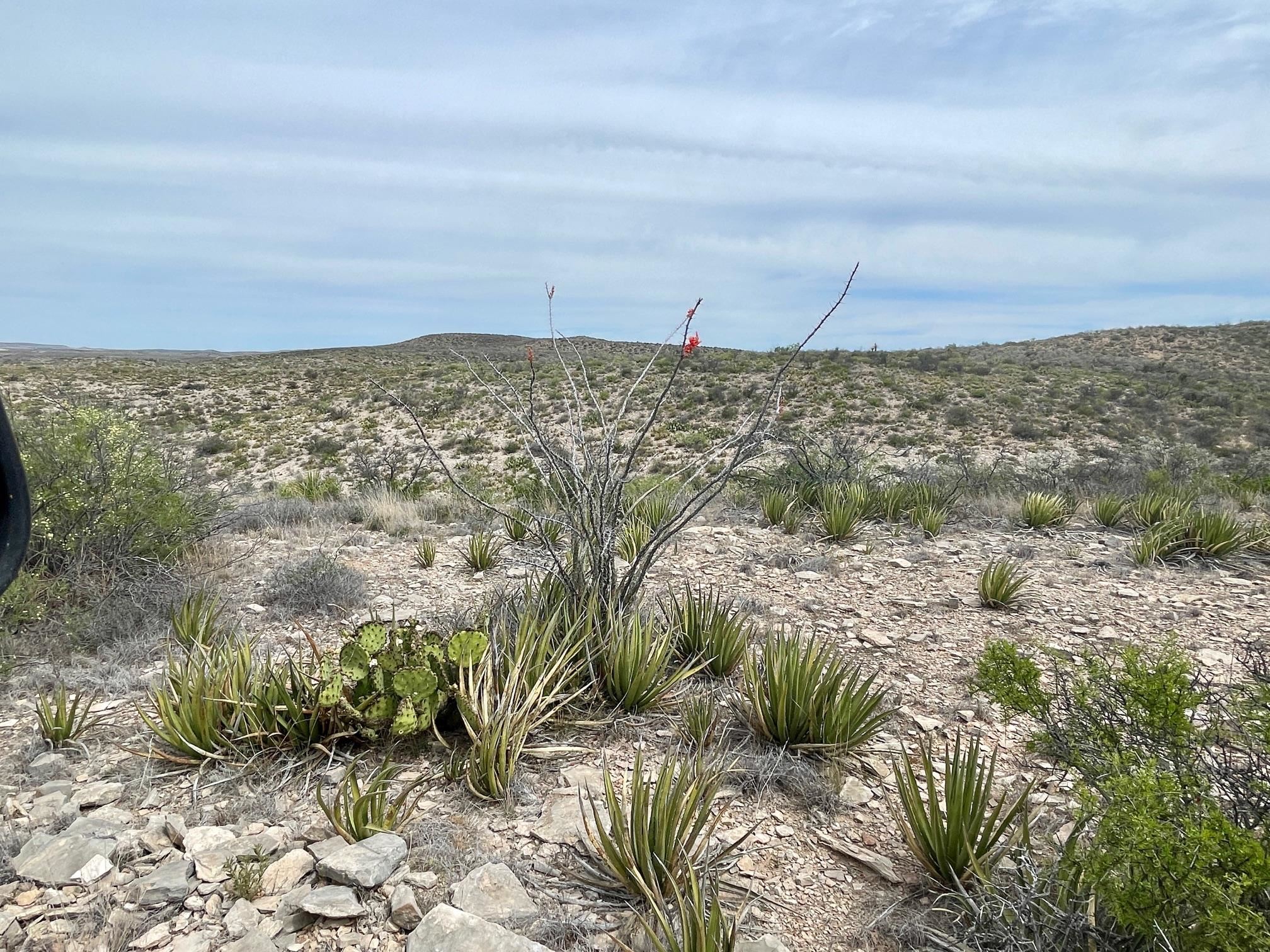 Image 22 of 35 For 000 Rio Ocotillo Ranch