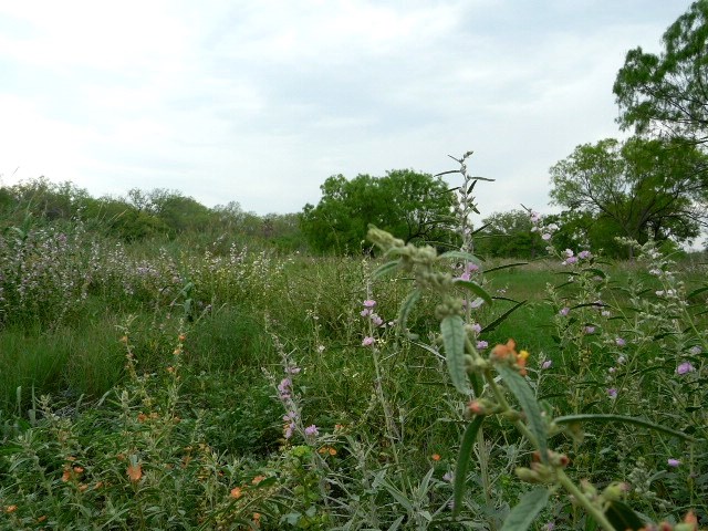 Image 9 of 11 For Smith 82+ Acres River Rd.