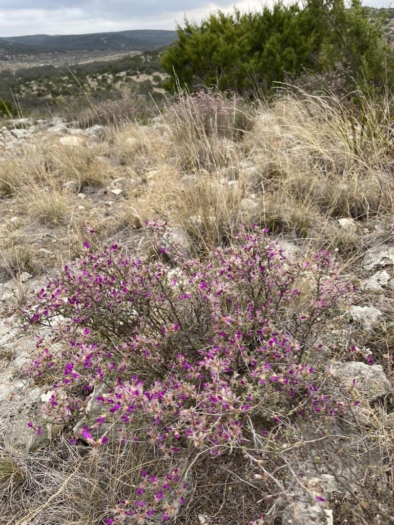 Image 17 of 46 For 000 Oak Bend Ranch