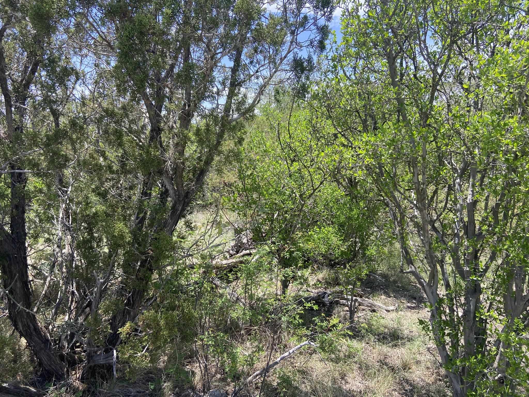 Image 40 of 50 For 1697 Van Cleef