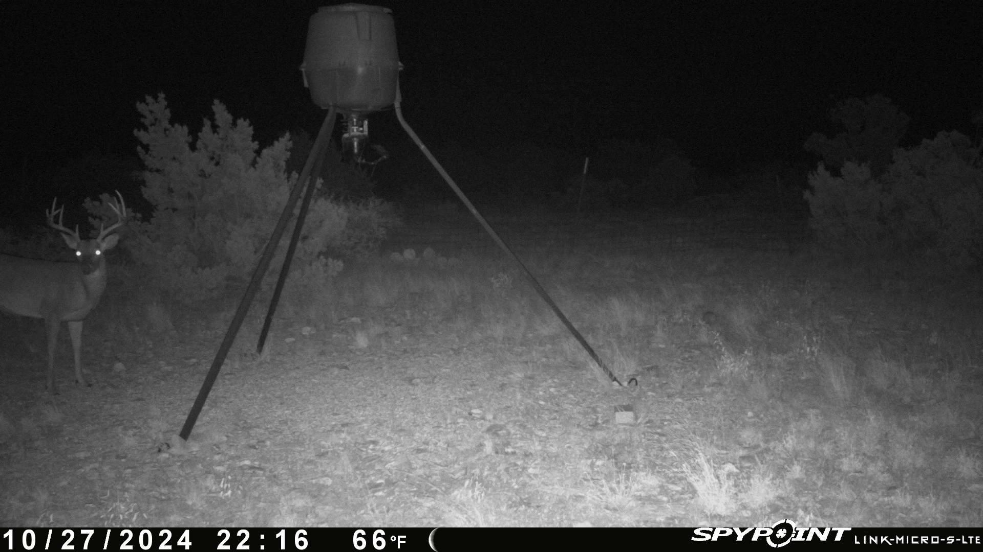 Image 11 of 25 For 000 Holden  