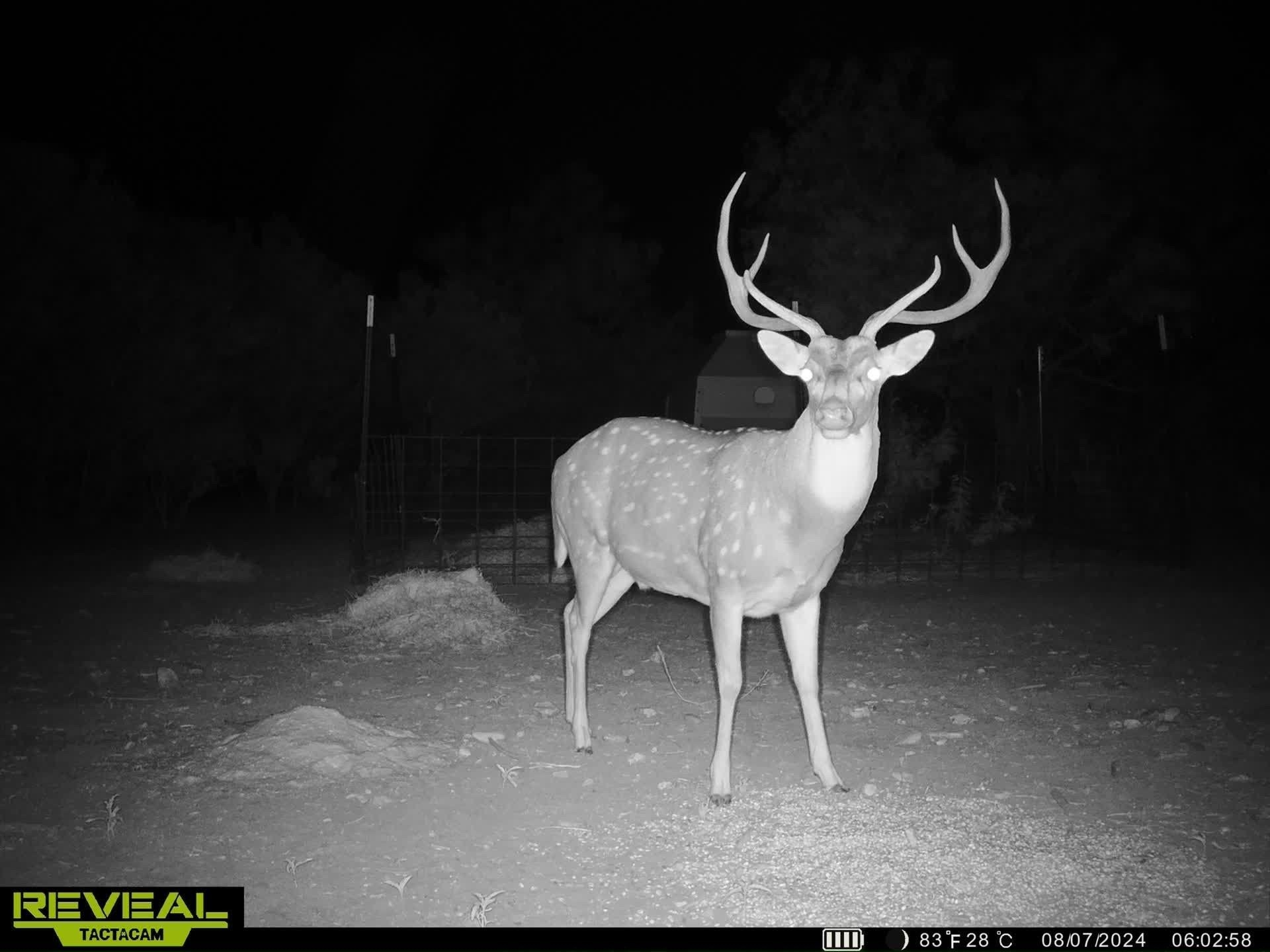 Image 10 of 16 For 31 Ginger Lee Loop