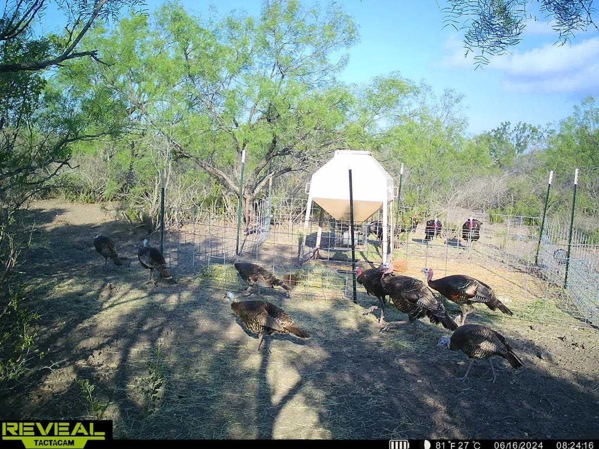 Image 11 of 16 For 31 Ginger Lee Loop