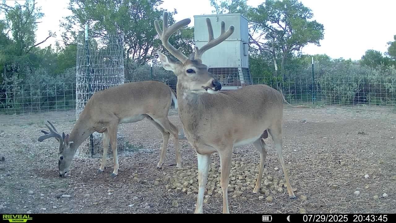 Image 14 of 16 For 31 Ginger Lee Loop