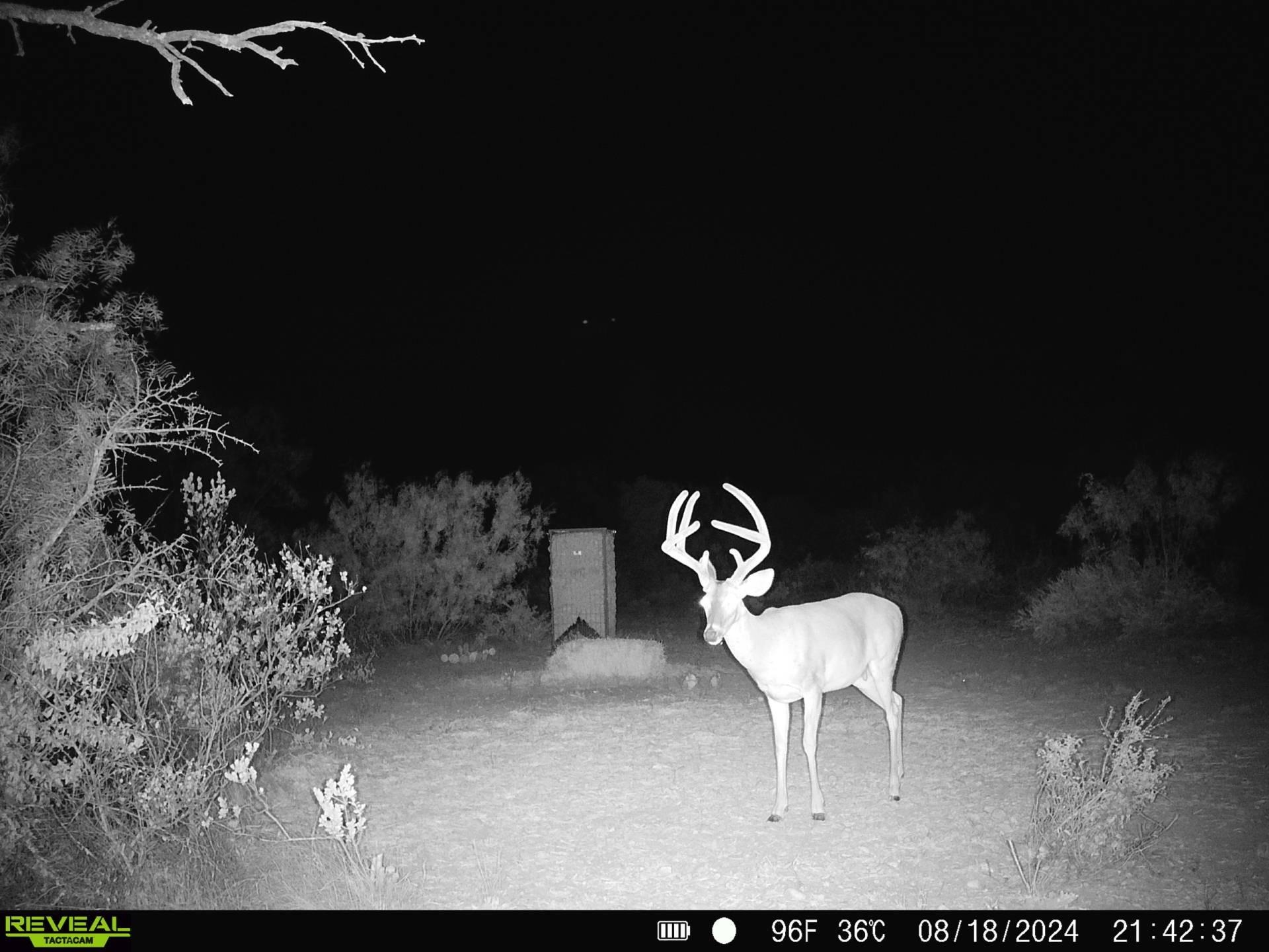 Image 15 of 16 For 31 Ginger Lee Loop