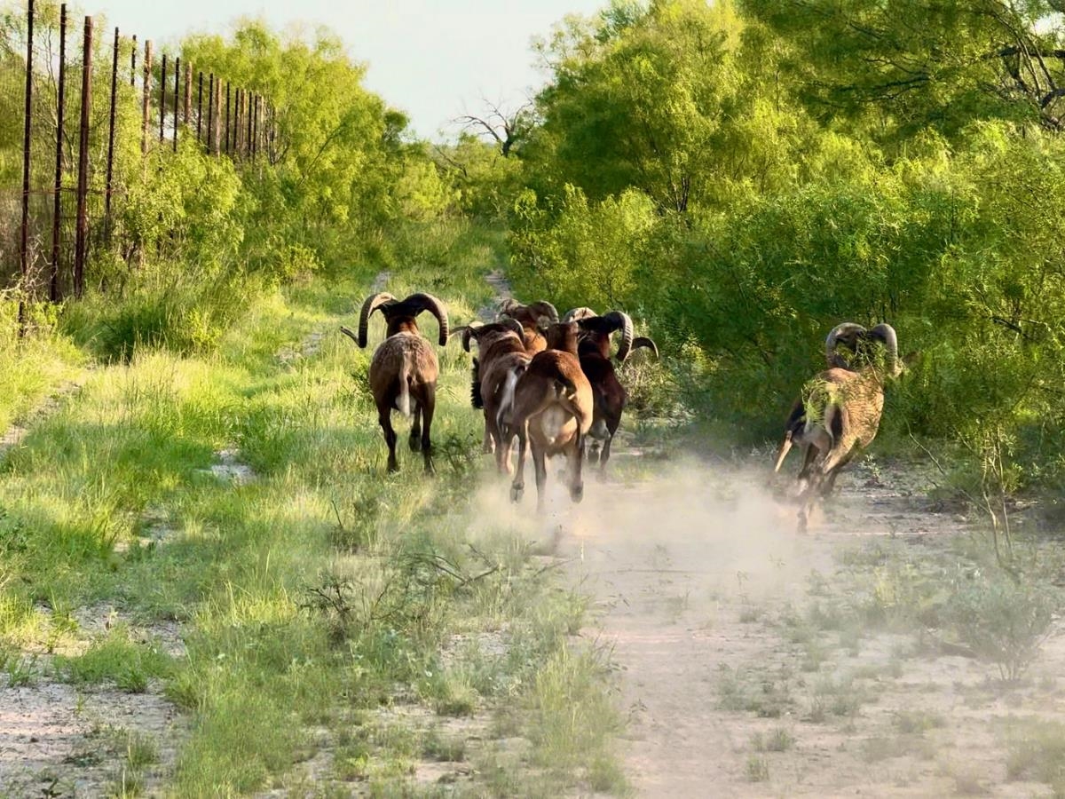 Image 8 of 16 For 31 Ginger Lee Loop