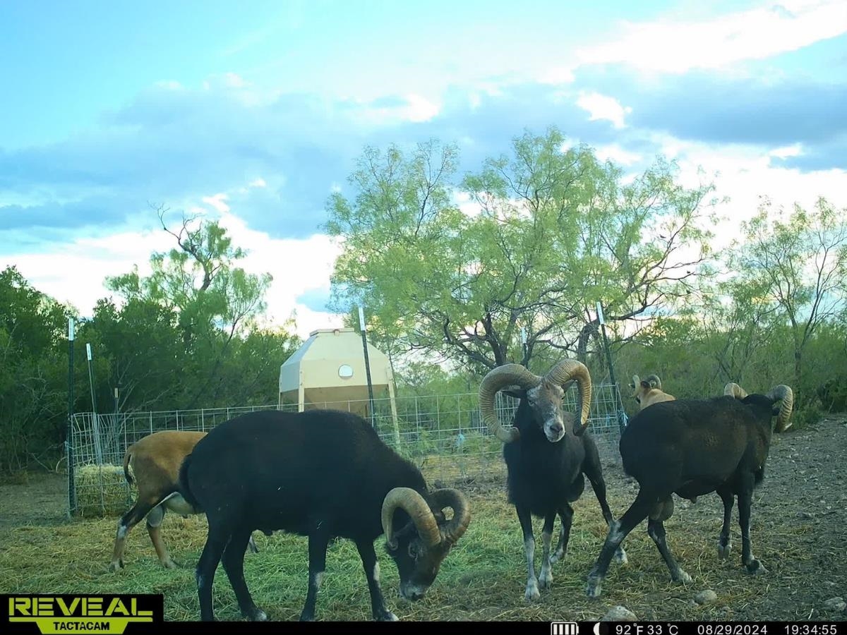 Image 9 of 16 For 31 Ginger Lee Loop