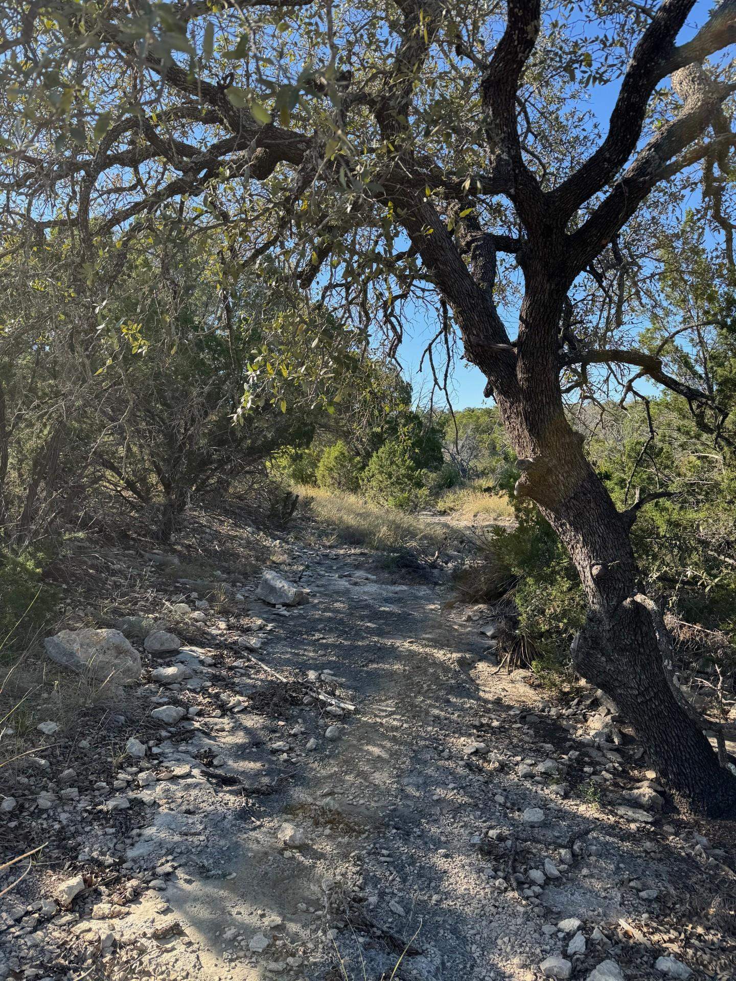 Image 38 of 38 For 1284 Cholla