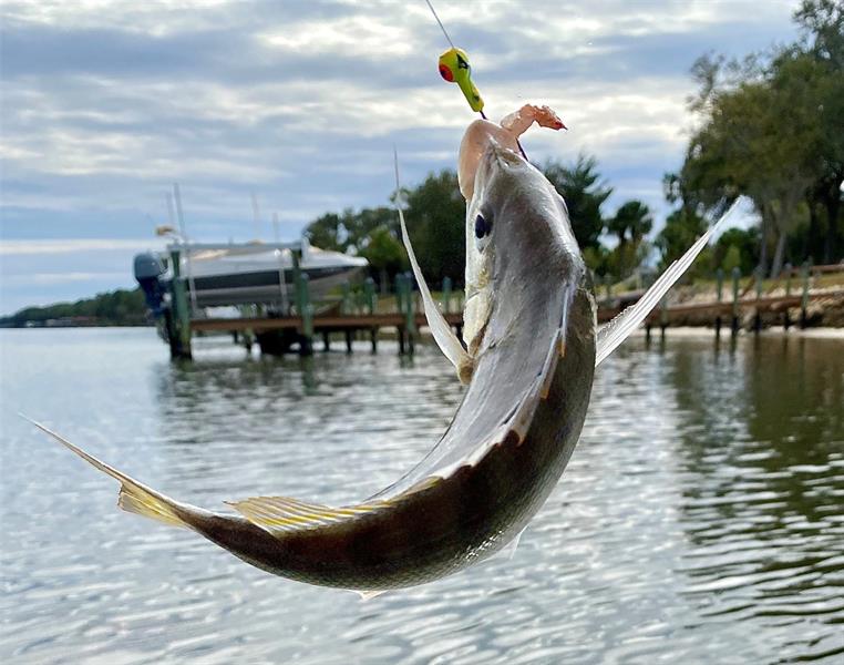 Image 65 of 98 For 144 Cochise Ct