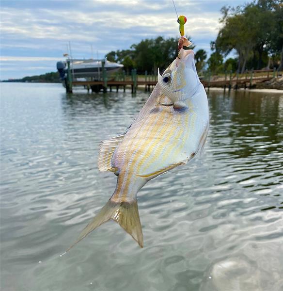 Image 66 of 98 For 144 Cochise Ct