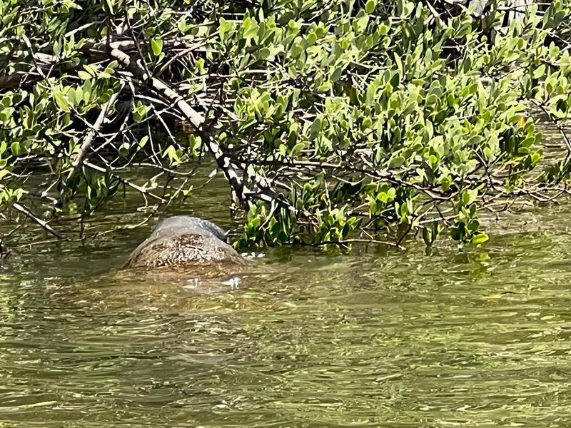 Image 70 of 98 For 144 Cochise Ct