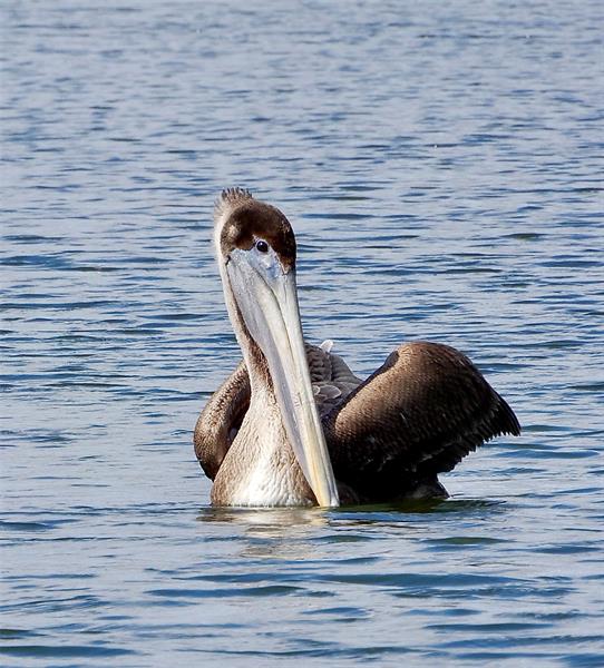Image 73 of 98 For 144 Cochise Ct