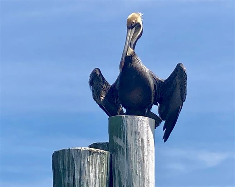 Image 74 of 98 For 144 Cochise Ct