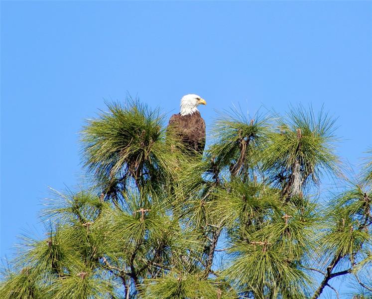 Image 75 of 98 For 144 Cochise Ct
