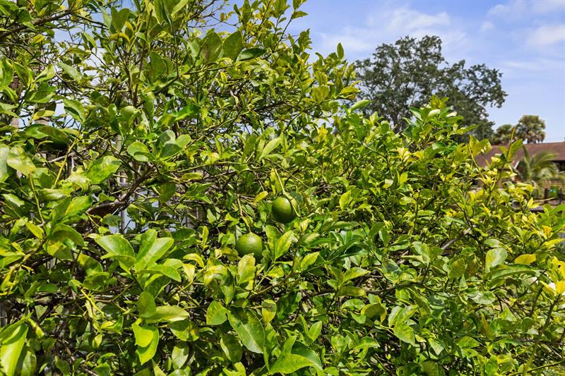 Image 82 of 98 For 144 Cochise Ct