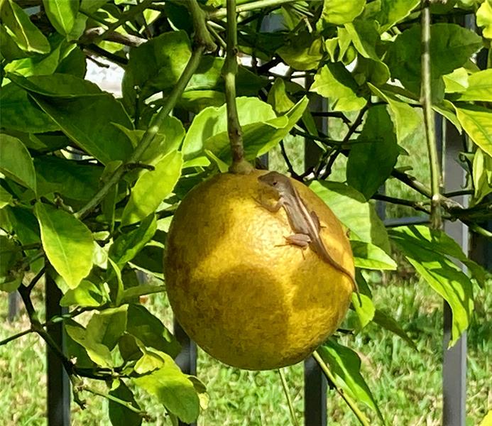Image 83 of 98 For 144 Cochise Ct