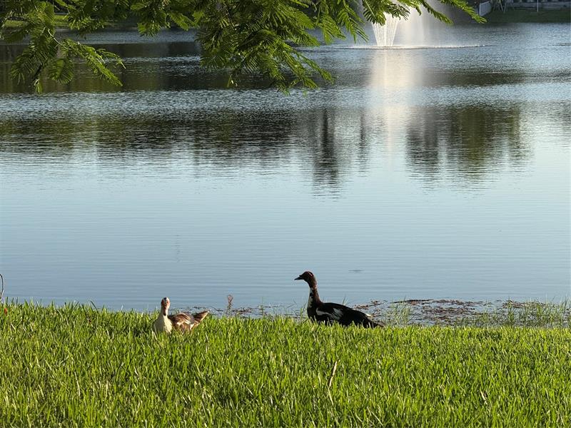 Image 36 of 44 For 9237 9th Pl  9237