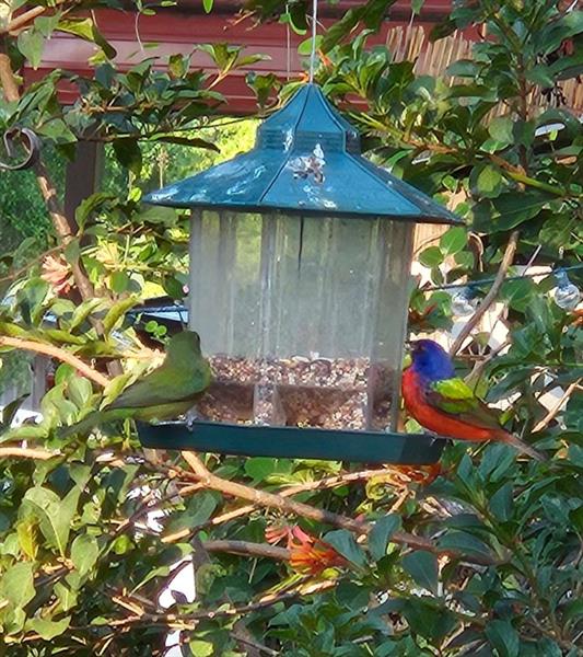 Image 39 of 41 For 28 Peaceful Pl