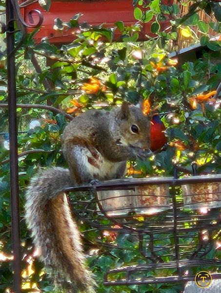 Image 40 of 41 For 28 Peaceful Pl