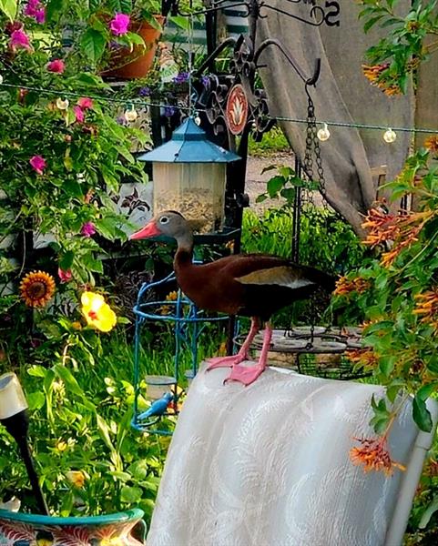 Image 41 of 41 For 28 Peaceful Pl