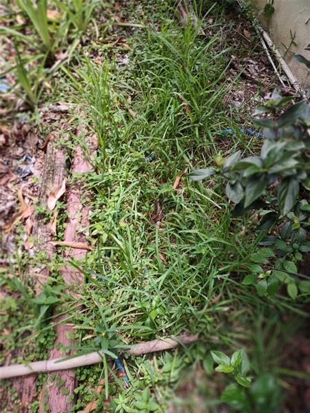 Details for 0000 44 Avenue, Ocala, FL 32526