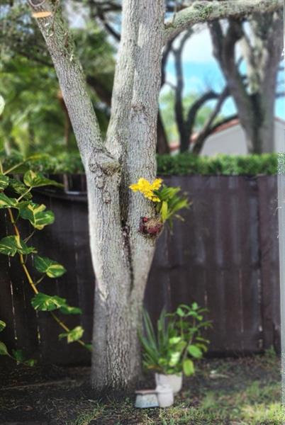 Image 47 of 57 For 1303 Seagrape Cir