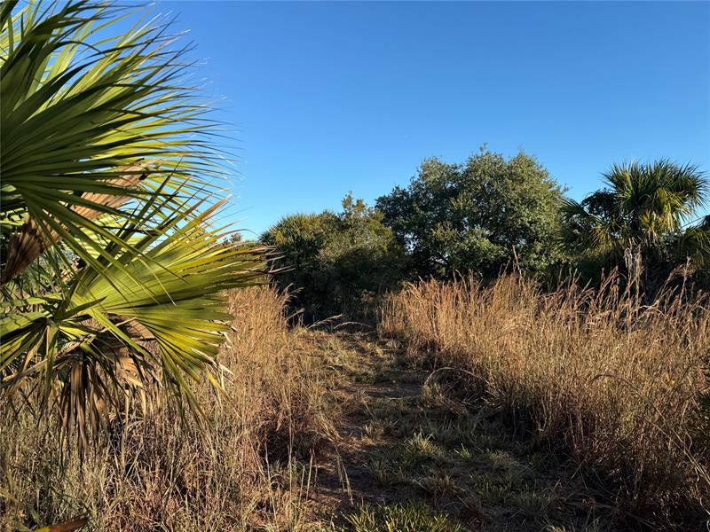 Image 7 of 10 For 2025 Cabbage Ln