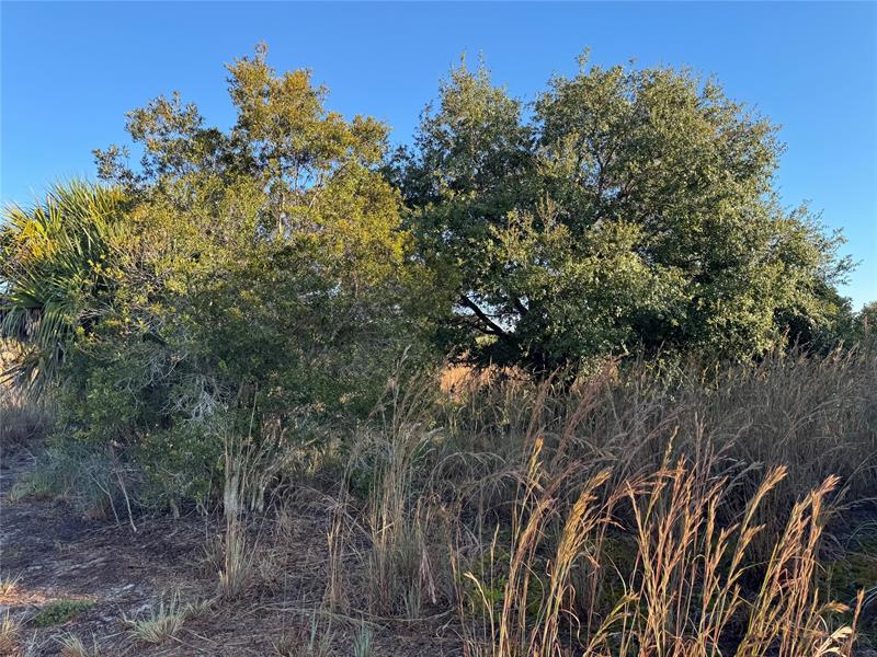 Image 8 of 10 For 2025 Cabbage Ln