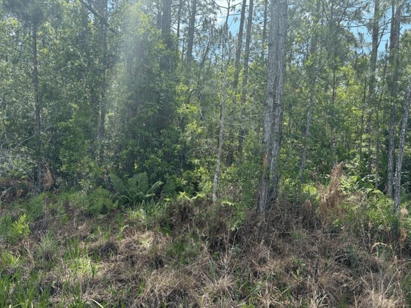 Image 3 of 3 For 0 Holopaw Groves Rd