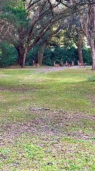 Image 50 of 57 For 26250 Blackjack St