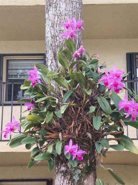 Image 24 of 36 For 367 Federal Hwy  C225