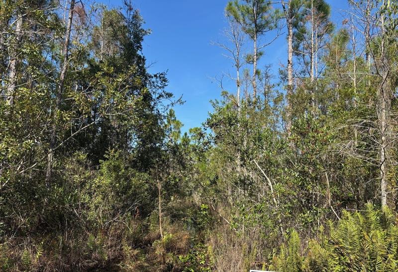 Details for 0 Holopaw Groves Rd, St. Cloud, FL 34772