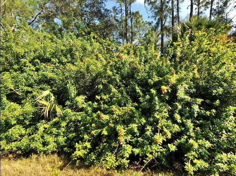 Image 2 of 5 For Havemeyer Street