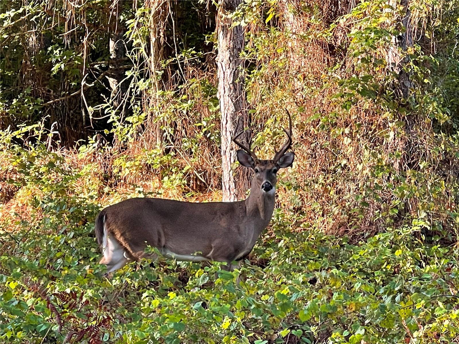 Image 16 of 16 For Dog Leg Trail