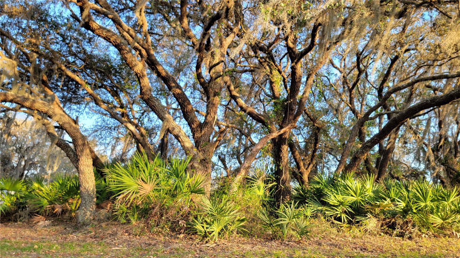 Image 12 of 31 For 3308 Indian Pipes Trail