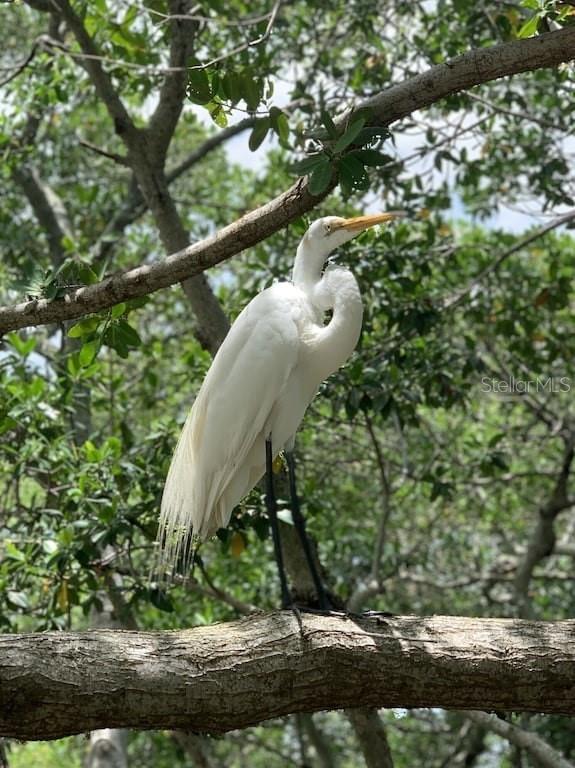 Image 31 of 31 For 9400 Little Gasparilla Island C3