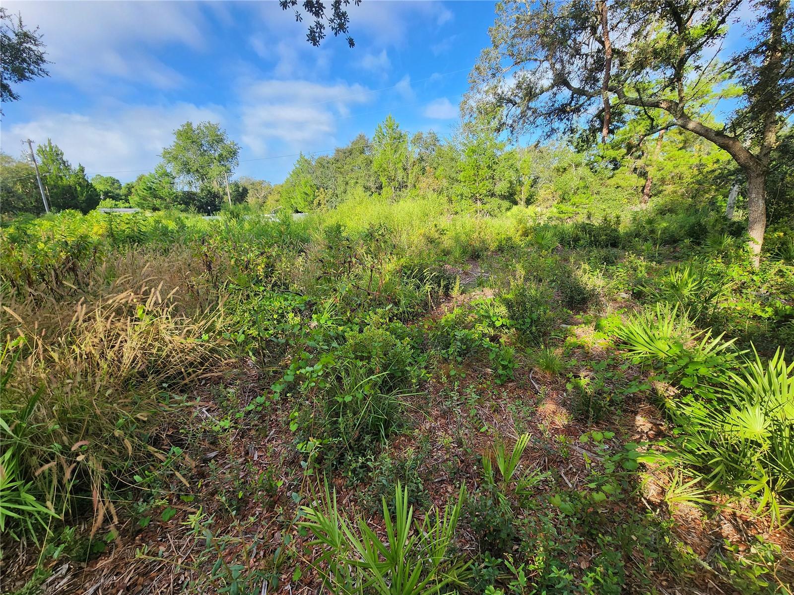 Image 6 of 14 For Lot 17-24 Palmetto Street