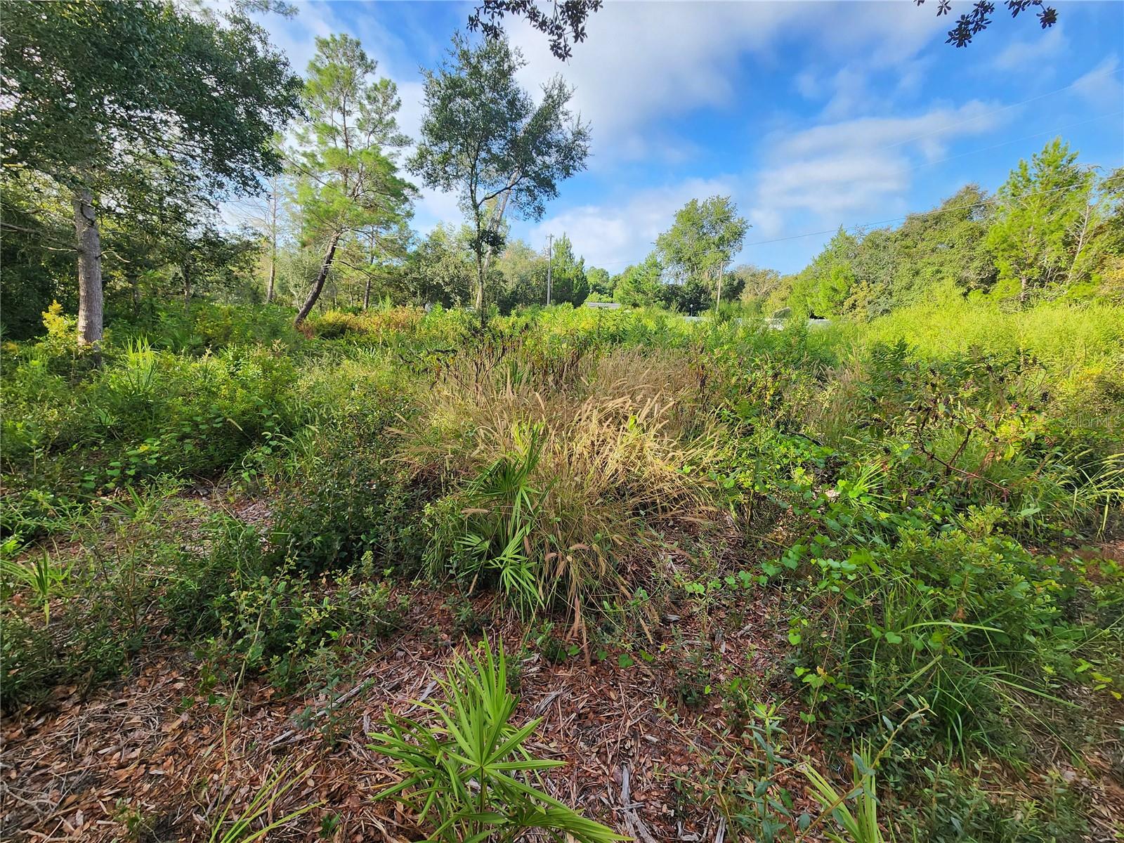 Image 7 of 14 For Lot 17-24 Palmetto Street