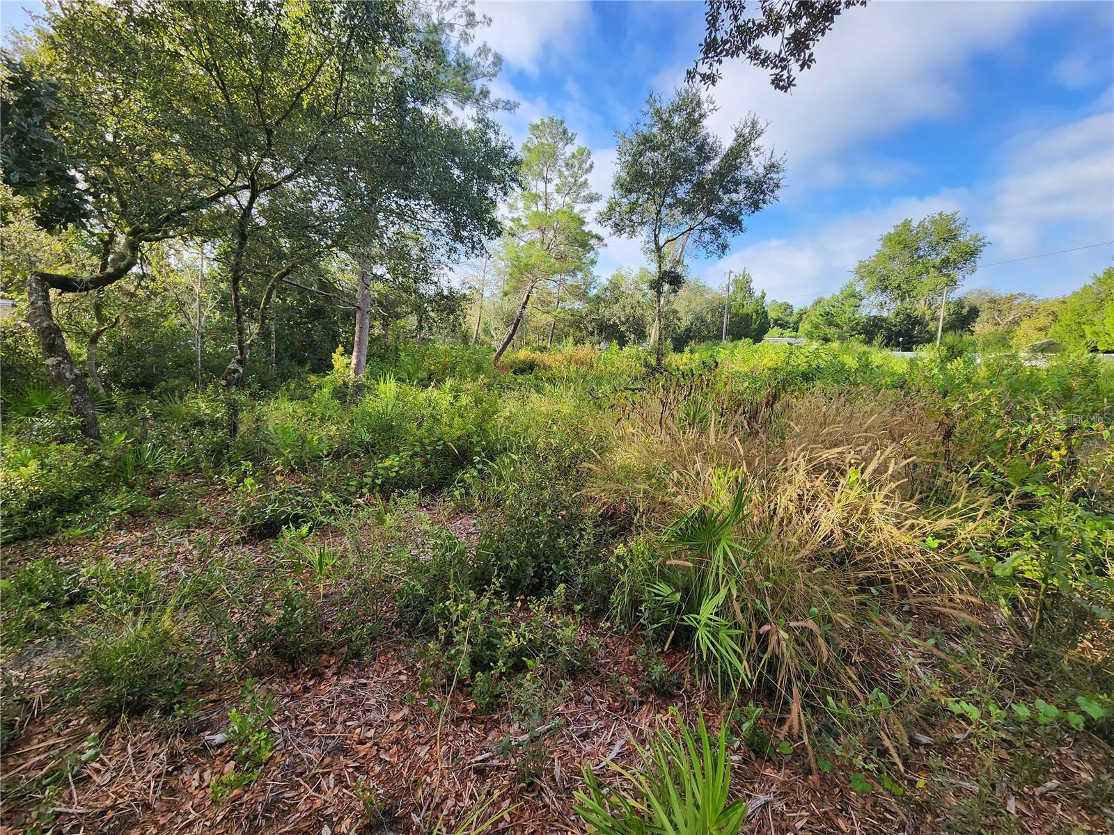Image 9 of 14 For Lot 17-24 Palmetto Street