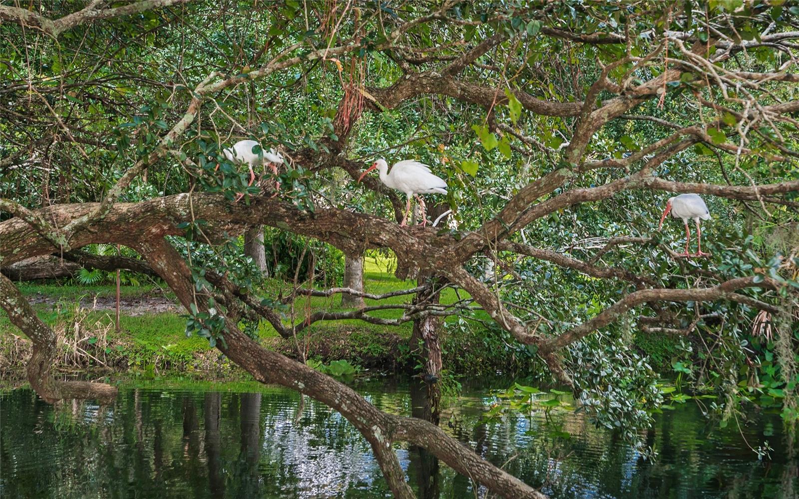 Image 23 of 36 For 203 Tomoka Trail 203