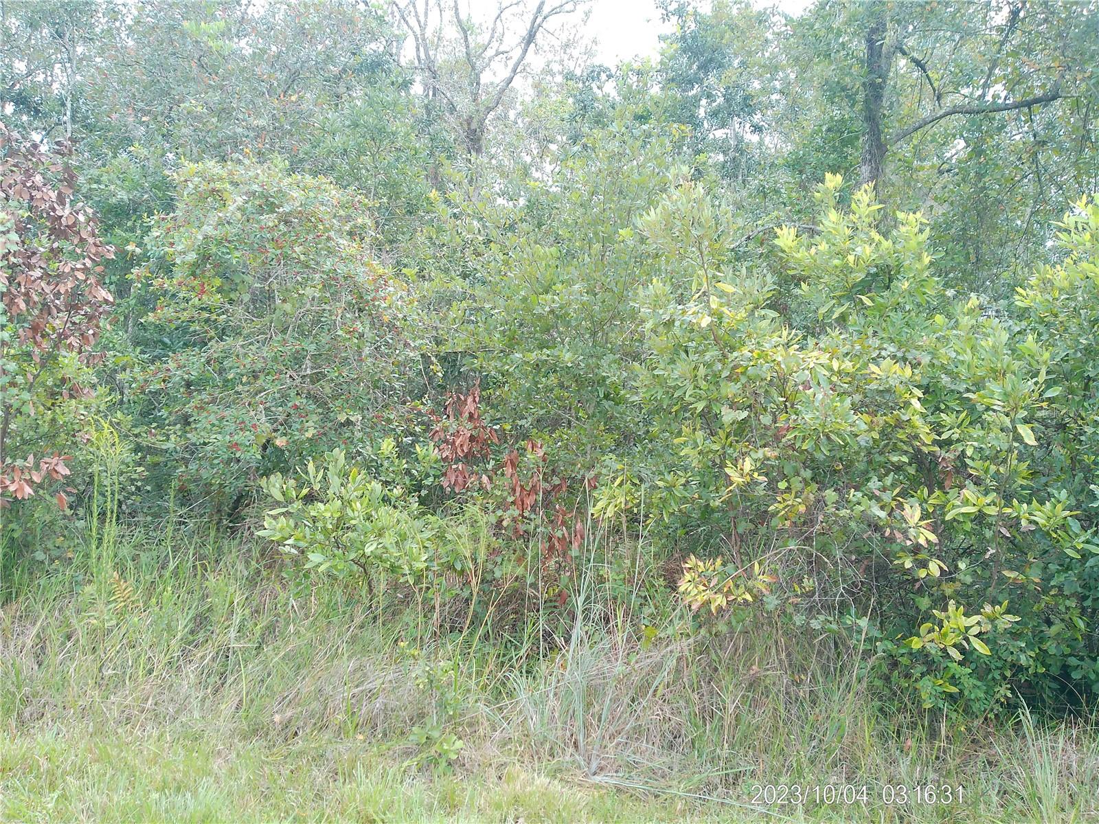 Image 3 of 15 For 309 Camellia Drive