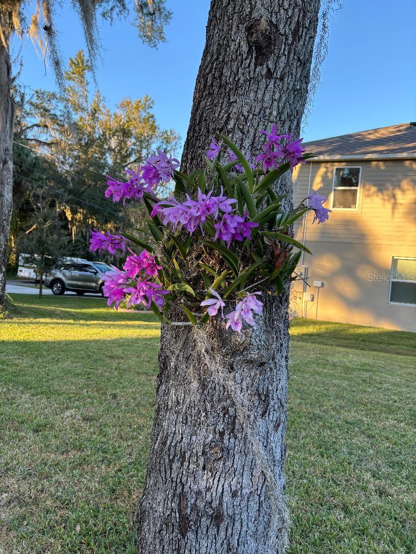 Image 4 of 19 For 2215 Hontoon Rd.