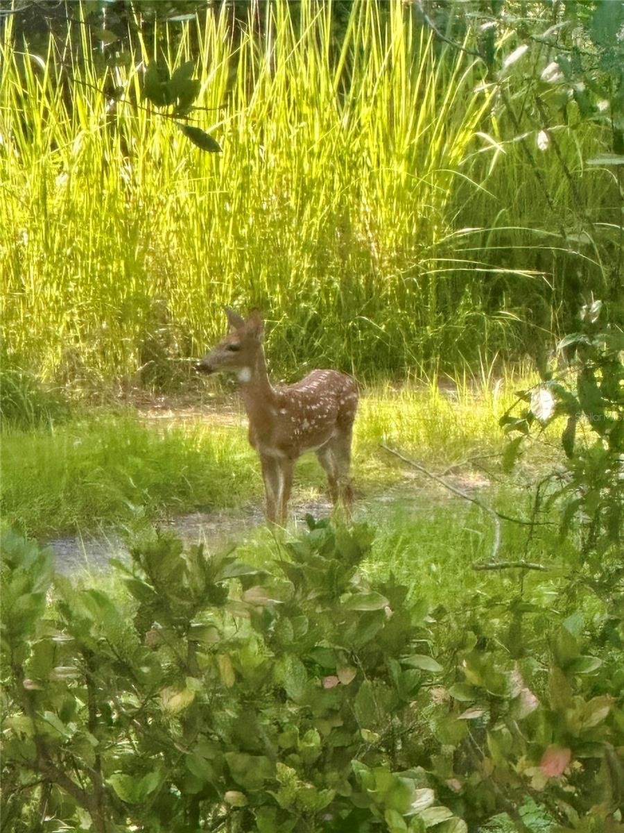 Image 28 of 28 For 2301 Avellino Avenue