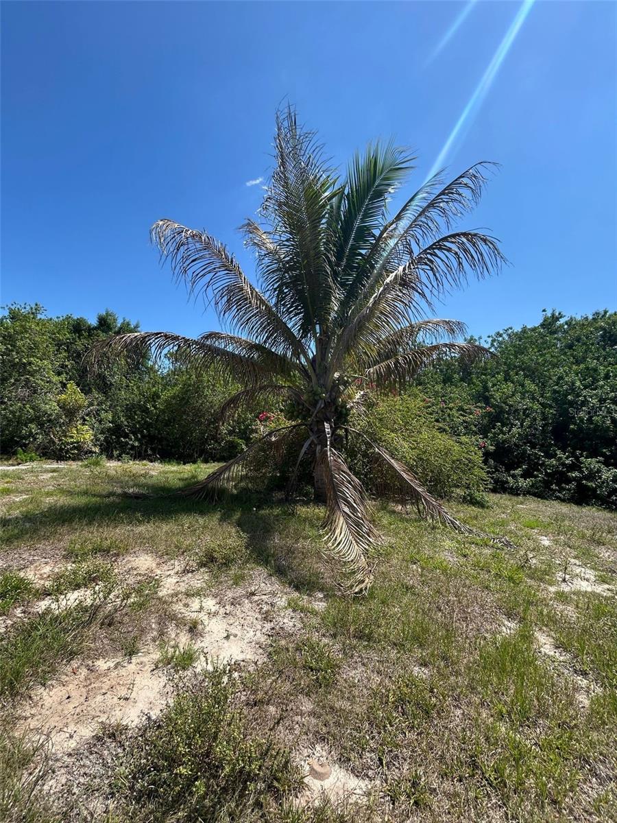 Image 10 of 22 For 1369 Horseshoe Loop