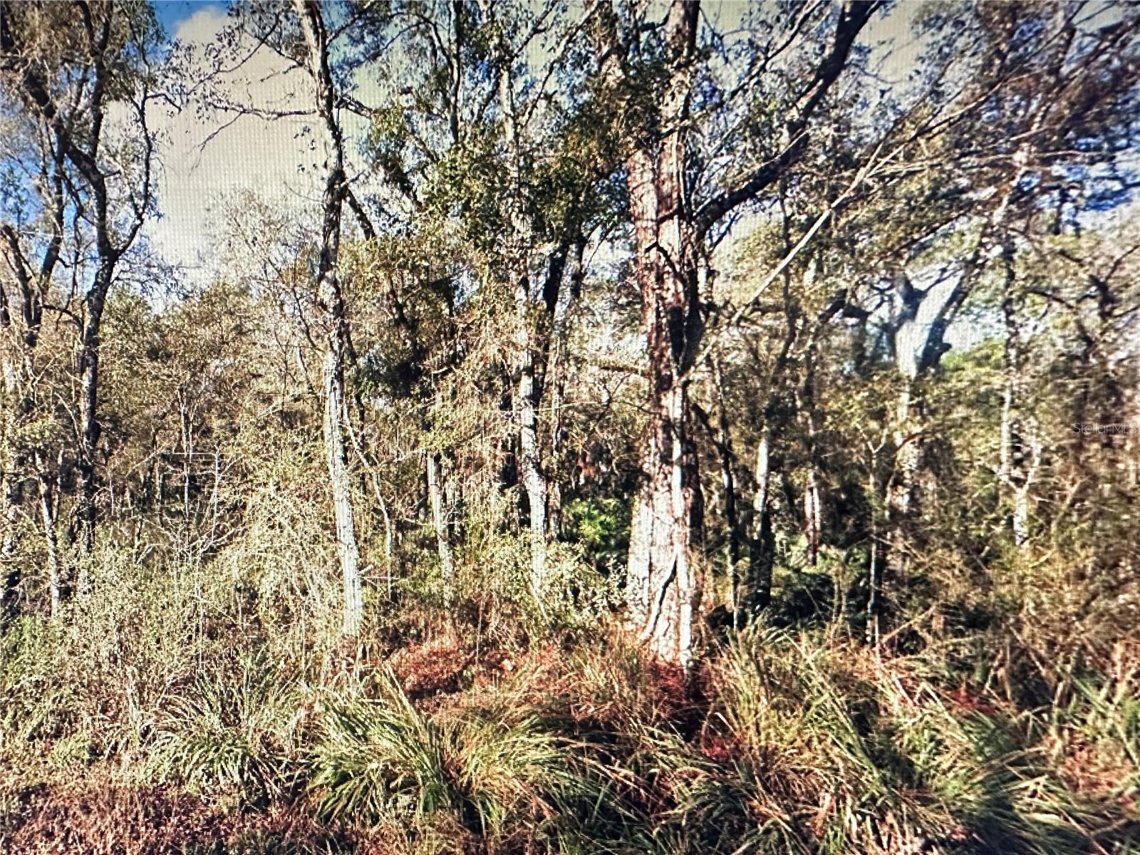 Details for Table Rock Drive, WEBSTER, FL 33597