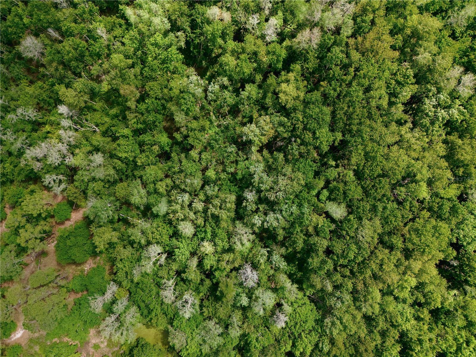 Image 8 of 22 For Hickory Tree Road